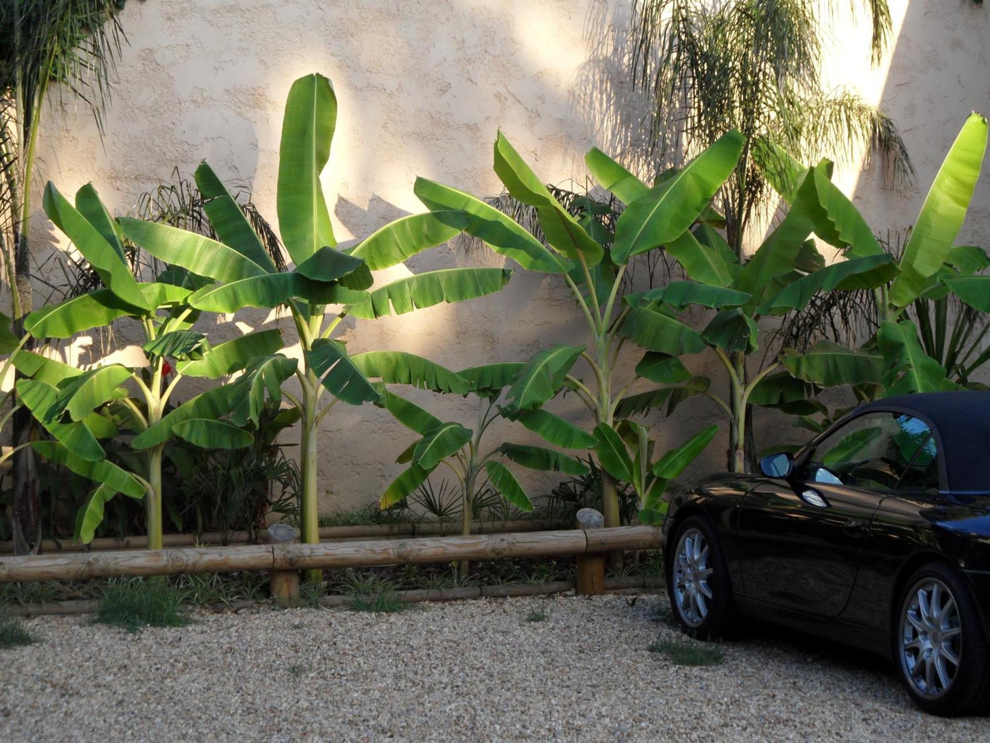 Residence Veles Plage Cannes Eksteriør billede